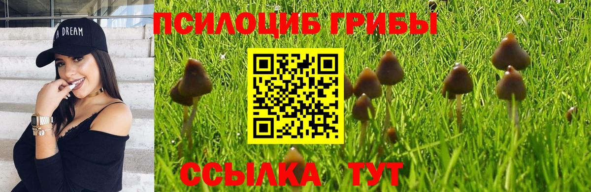 Псилоцибиновые грибы MAGIC MUSHROOMS  Вход с VPN  Ахтубинск  Галлюциногенные грибы Psilocybe 